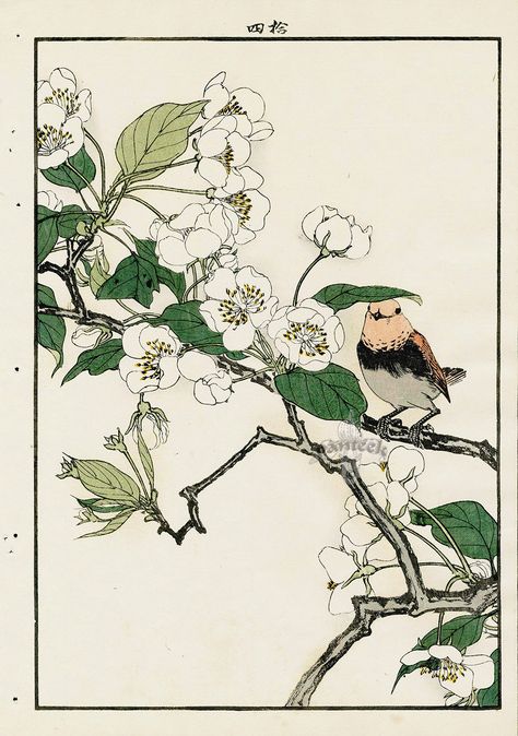 Red Robin, Pear Blossom from Imao Keinen Kacho original Japanese woodblock prints of birds and flowers Japan Aesthetic Art, Woodcuts Prints, Art Japonais, Japanese Woodblock Printing, Art Et Illustration, Japanese Painting, Botanical Drawings, Art And Illustration, Japan Art