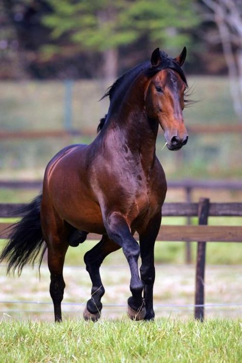 Ahal Teke, Lusitano Horse, Bay Horse, Akhal Teke, Most Beautiful Horses, Most Beautiful Animals, Majestic Horse, Brown Horse, All The Pretty Horses