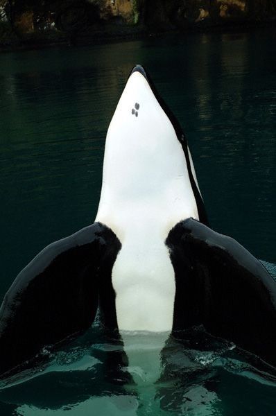 The big beautiful male killer whale Keiko. He is the only captive killer whale to be released back into the wild. It's so nice that he got to be wild again. Keiko Orca, Orca Painting, Free Willy, Sea Mammal, Save The Whales, Orca Whales, Killer Whale, Marine Mammals, Into The Wild