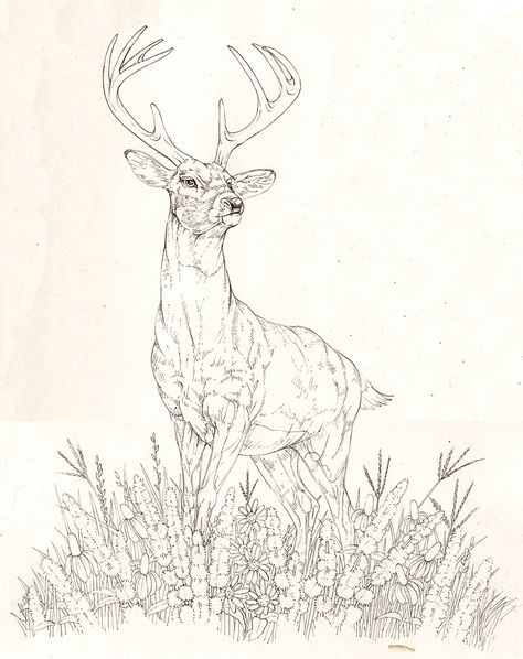 Illustrating a Deer for Packaging - Lizzie Harper Embroidery Deer Pattern, Sketches Of Deer, Deer Drawing Sketches, Deer Art Drawing, Deer Line Drawing, Drawing Of A Deer, Deer Drawings, Lizzie Harper, Drawing Deer