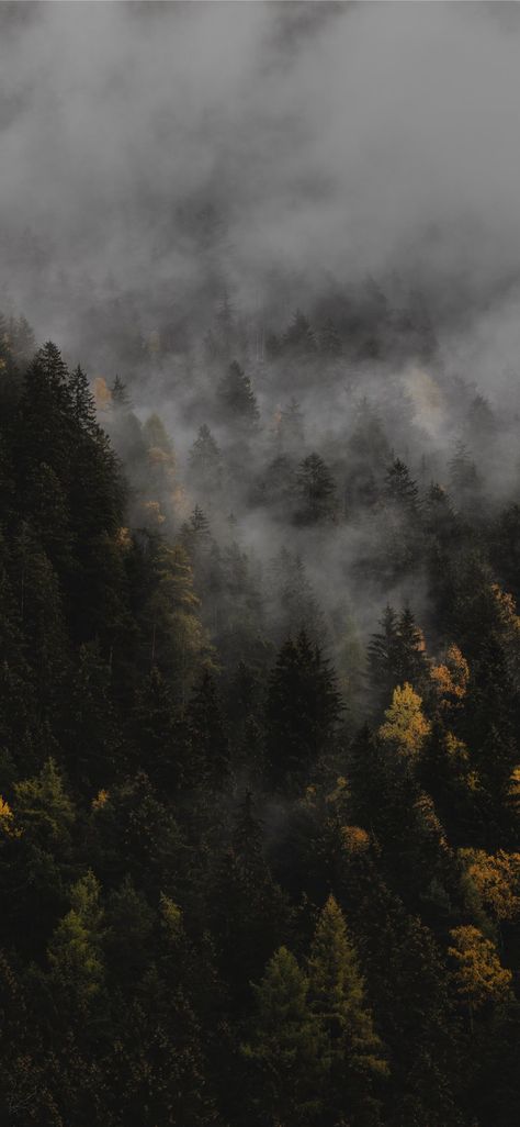 The autumn #Rieserferner-AhrnNaturePark #italy #androidwallpaper #nature #autumn #fall #iPhone11Wallpaper Outdoor Iphone Wallpaper, Moody Wallpaper, Dark Naturalism, Iphone Wallpaper Fall, Fall Background, Forest Wallpaper, Autumn Landscape, Alam Yang Indah, Fall Wallpaper