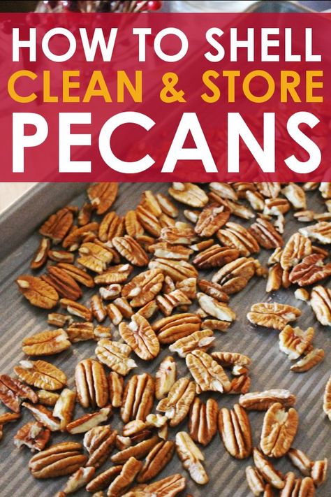 Find out how to shell pecans, plus how to safely clean and store backyard pecans too! It's pecan season and the ground is covered with delicious bounty just waiting to be harvested and eaten! But there are a few things you need to do in order to enjoy their wonderful meat safely. Follow these steps for pecan success! #pecan #pecans #fall #cleaningpecans #howtoshellpecans #fallbaking #harvest #pecanpie Pecan Harvesting, Harvesting Pecans, Pecan Tree, Pecans, Roasted Pecans, Pecan Nuts, Pecan Recipes, Apple Butter, Fall Baking