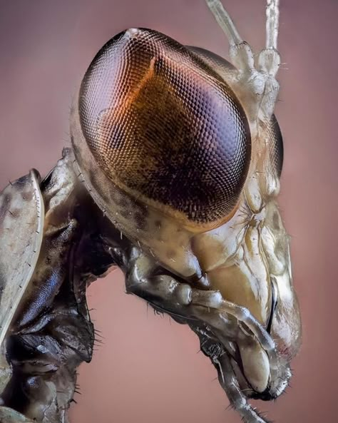 Macro Fotografie, Insect Eyes, Macro Photography Insects, Microscopic Photography, Micro Photography, Cool Insects, Insect Photography, Beautiful Bugs, Praying Mantis