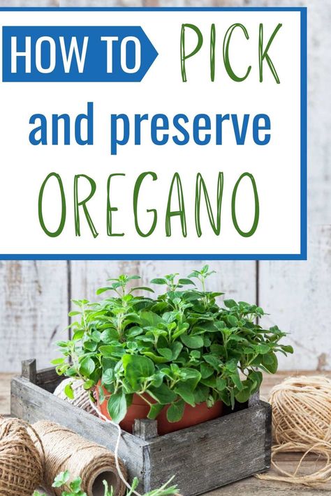 How To Harvest Oregano, How To Preserve Oregano, Preserving Oregano, Harvesting Oregano, Growing Oregano, Drying Fresh Herbs, Indoor Herbs, Oregano Plant, Fresh Herb Recipes