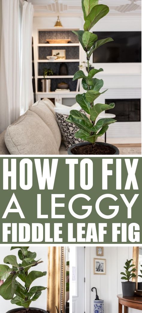 How to Fix a Leggy Fiddle Leaf Fig Plant - The Creek Line House Fig Plant Indoor, Fig Plants, Fiddle Leaf Fig Plant, Fiddle Tree, Dream Garden Backyards, Fiddle Leaf Tree, Fig Plant, Fiddle Fig, Fiddle Leaf Fig Tree