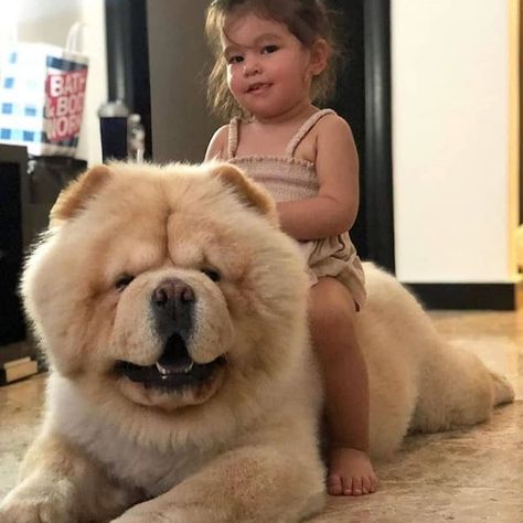 14 Amusing Things You Didn`t Know About Chow Chows Chau Chau Dog, Chow Dog Breed, Chow Puppy, Chow Chow Dog, Chow Dog, Chow Chow Puppy, Chow Chow Dogs, Very Cute Dogs