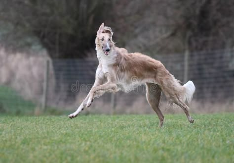 Borzoi Running, Dog Hybrid, Animal Poses, Borzoi Dog, Inktober 2023, Ibizan Hound, Angel Babies, Animal Reference, Hybrid Dogs