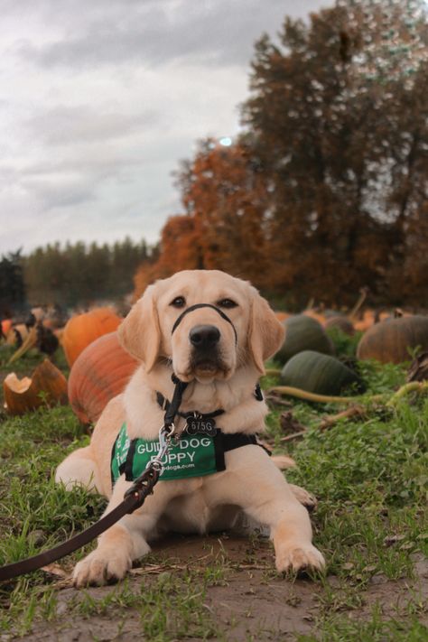 Lab Service Dog, Service Dogs Gear, Eagle Pictures, Yellow Labrador, Service Dog, Dog Gear, Service Animal, 2025 Vision, Service Dogs