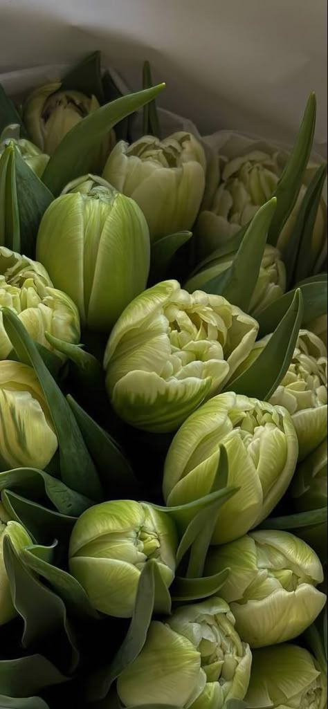 Visuell Identitet, Daisy Wallpaper, Dark Green Aesthetic, Parrot Tulips, Nothing But Flowers, Flower Therapy, White Tulips, Spring Aesthetic, Tulips Flowers