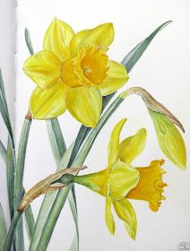 Botanical Sketches and Other Stories: Daffodil Days Botanical Sketches, Daffodil Day, Daffodil Flower, 수채화 그림, Plant Drawing, Watercolor Flowers Paintings, Botanical Painting, Botanical Drawings, Flower Art Painting