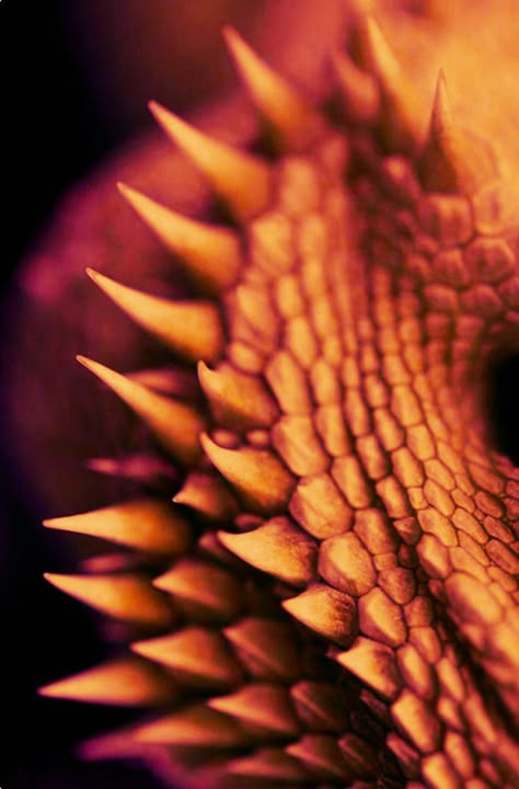 Orange Scales Aesthetic, Red Dragon Scales Aesthetic, Copper Dragon Aesthetic, Red Scales Aesthetic, Orange Fantasy Aesthetic, Orange Dragon Art, Orange Dragon Aesthetic, Fire Genasi Aesthetic, Golden Dragon Aesthetic