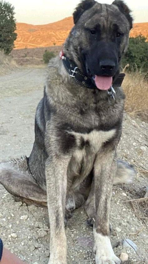 Kangal Shepherd, Lil Puppy, Dog Oc, Kangal Dog, Most Beautiful Dog Breeds, Dog Organization, Best Guard Dogs, Rare Dogs, Livestock Guardian Dog