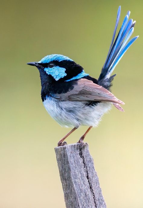 Birds Photography Nature, Fairy Wren, Wild Animal Wallpaper, Bird Identification, Wild Animals Pictures, Australian Birds, Bird Pictures, Exotic Birds, Tropical Birds