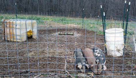 If you choose to keep pigs over the winter, you'll need to prepare their shelter and water dispensers, as well as plan for their health needs, before cold hits. 📸, ✍️ Shawn and Beth Dougherty Keeping Pigs, Pig Waterer, Kune Kune Pigs, Water Dispensers, Hobby Farms, Winter Weather, Pigs, The Winter, Meat