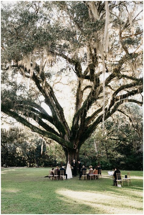 Eden Gardens State Park, Eden Gardens, 30a Beach, Wedding Florida, Wedding Location, Garden Of Eden, Park Wedding, A Dream Come True, My Good