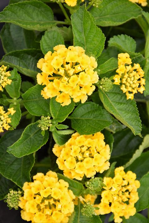 Bandana Yellow Lantana (Lantana camara 'Bandana Yellow') in Denver Arvada Wheat Ridge Golden Lakewood Colorado CO at Echter's Nursery & Garden Center Yellow Lantana, Lakewood Colorado, Lantana Camara, Steel Gazebo, Front Yard Plants, Yard Plants, Low Water Gardening, Nursery Garden, Cottage Witch