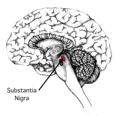 Brain Anatomy And Function, Internal Capsule, Substantia Nigra, Basal Ganglia, Chemistry Art, Basic Science, Brain Structure, Brain Anatomy, Structure And Function