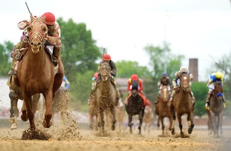 Healthy Horses, Thoroughbred Racehorse, Preakness Stakes, American Pharoah, Derby Winners, Belmont Stakes, Churchill Downs, Horse Names, We The People