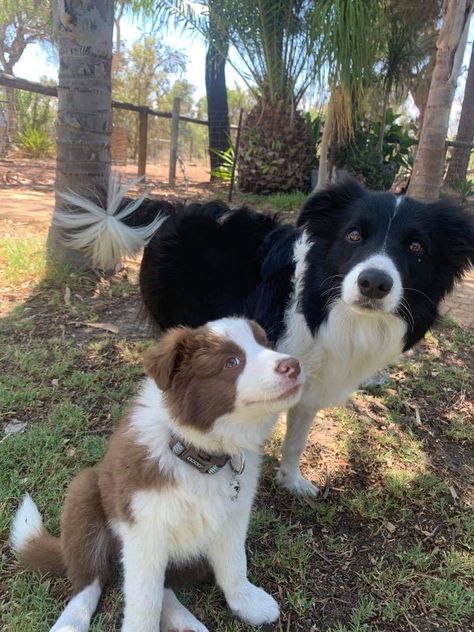 Brown Border Collie Puppy, Border Collie Aesthetic, Cai Characters, Australian Border Collie, Border Collie Facts, Black Border Collie, Brown Border Collie, Sticker Man, Dog Heaven