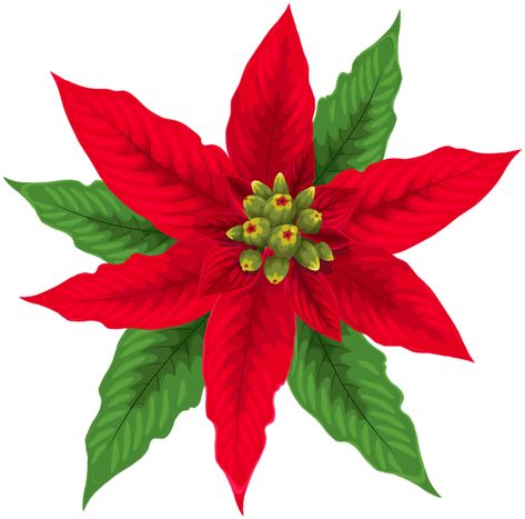 Paper Card Ideas, Red Poinsettia, Christmas Graphics, Free Clipart, Christmas Clipart, Christmas Png, Poinsettia, Transparent Png, Clipart Images