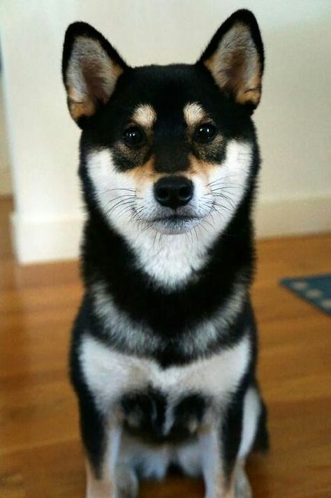 Shiba Inu, my future love ❤ Japanese Dogs, Shiba Inu Puppy, Shiba Inu Dog, Old Dogs, Hound Dog, Siberian Husky, Shiba Inu, Beautiful Dogs, 귀여운 동물