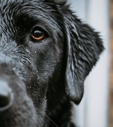 Labrador retriever Black Labrador Photography, Photoshoot With Your Dog, Labrador Photoshoot, Black Lab Aesthetic, Labrador Aesthetic, Dog Photography Ideas, Dog Photoshoot Pet Photography, Labrador Puppies, Dog Heaven