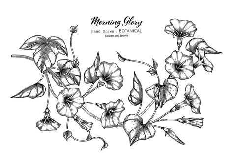 Morning glory flower and leaf hand drawn botanical illustration with line art. Morning Glory Tattoo, Morning Glory Design, Morning Glory Vine, Vine Drawing, Flower Spine Tattoos, Morning Glory Flowers, Vine Tattoos, Birth Flower Tattoos, Flower Svg