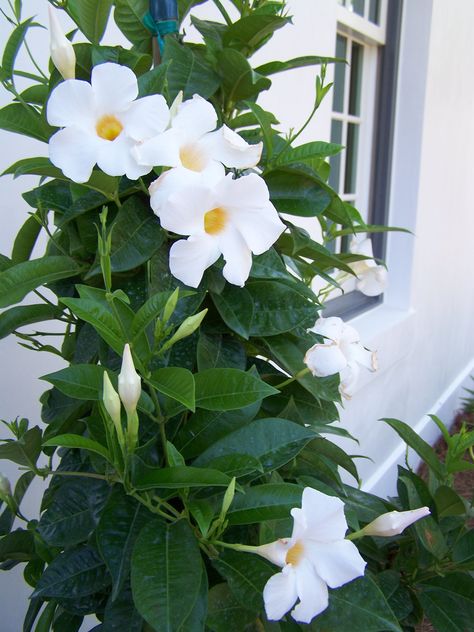 GardenSmart :: ARTICLES :: Choosing Mandevillas for Trellises White Mandevilla, How To Grow Seeds, Mandevilla Vine, Grow Seeds, Small Trellis, Daylily Garden, Vine Trellis, Landscape Design Ideas, Annual Garden