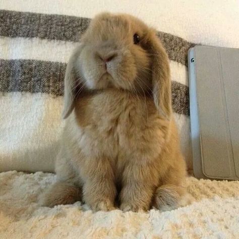 Mini Lop Bunnies, Mini Lop Rabbit, Funny Bunny Videos, Lop Bunnies, Bunnies Cute, Cutest Bunny Ever, Pet Bunny Rabbits, Mini Lop, Cute Bunny Pictures