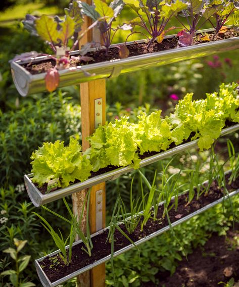 11 small garden ideas if you have a green thumb | Real Homes Pocket Garden, Garden Layout Vegetable, Garden Plots, Vertical Gardens, Pallets Garden, Wall Garden, Seasonal Garden, Diy Garden Projects, Garden Care