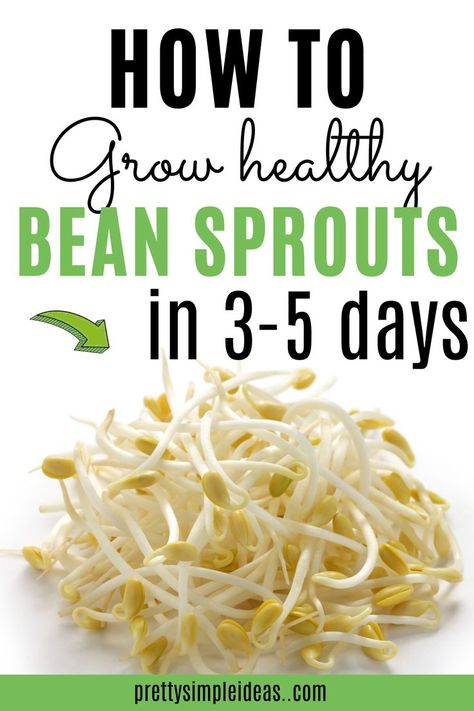 Growing Bean Sprouts At Home, Best Sprouts To Eat, Diy Bean Sprouts How To Grow, Recipes For Bean Sprouts, How To Grow Bean Sprouts, How To Eat Sprouts, How To Grow Sprouts At Home, Bean Sprouts Benefits, Sprout Benefits