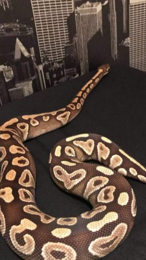 Ball Python Pet, Baby Reptile, Pet Snakes, Python Morphs, Burmese Python, Python Regius, Animal Aesthetic, Cool Snakes, Pretty Snakes