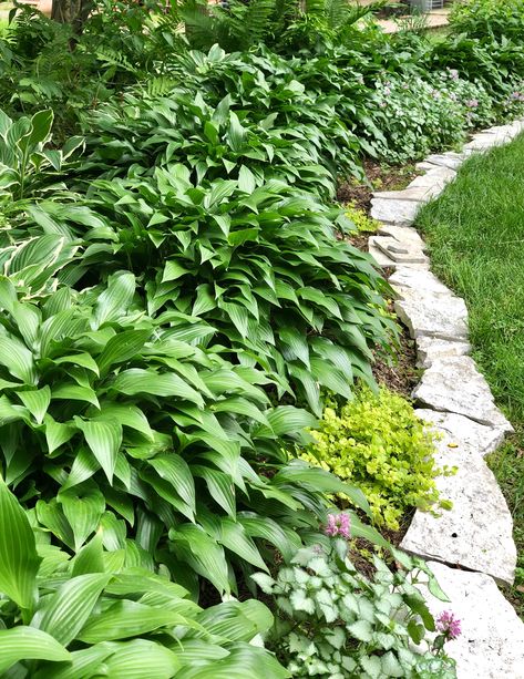 Limestone edging Limestone Edging, Hoop Garden, Basketball Hoop, Stepping Stones, Herbs, Basketball, Outdoor Decor, Plants