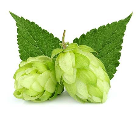 Strata Hops: The Brand New Darling of Craft Brewer’s Hops Decor, Hops Growing, Hops Tattoo Beer, Carbs In Alcohol, Hops Illustration Beer, Homebrew Setup, Hops Plant, Hop Flower, Humulus Lupulus