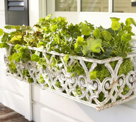 window box Ledge Mirror, Iron Window Boxes, Wrought Iron Window Boxes, Metal Window Boxes, White Gate, Planter Box Plans, Window Box Flowers, Iron Windows, Window Planters