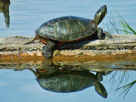 Western Painted Turtle, Farm Mural, River Turtle, Painted Turtle, Turtle Pond, Sacramento River, Turtle Drawing, My Father's World, Summer Trees