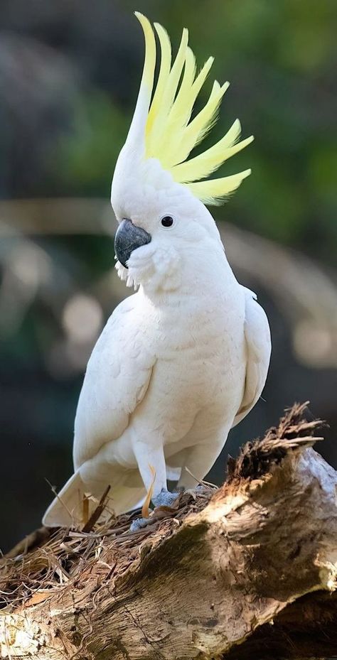 AMAZING WORLD OF BIRDS | Wow Amezing 🥰🥰🥰 | Facebook Stop Swearing, Parrot Wallpaper, Birds Photography Nature, Swear Words, Image Chat, Australian Wildlife, Australian Birds, Funny Birds, Australian Animals