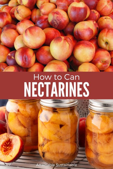 Discover how to can nectarines in light syrup with this simple, step-by-step guide. Preserve the vibrant flavors and colors of your homegrown nectarines, and enjoy their sweet goodness throughout the year. Your taste buds will thank you! Preserve Nectarines, How To Can Nectarines, Preserving Nectarines, Canned Nectarines, Nectarine Canning Recipes, Nectarine Preserves, Canning Nectarines, Attainable Sustainable, Food Canning