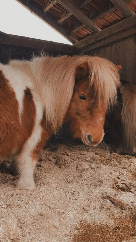 Mini Horse Aesthetic, Cute Shetland Pony, Shetland Pony Riding, Shetland Aesthetic, Shetland Pony Aesthetic, Horses Snapchat, Horse Snapchat, Shetland Pony Stable, Shetty Pony