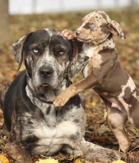 Catahoula Leopard Dog Puppy, Catahoula Dog, American Leopard Hound, Louisiana Catahoula Leopard Dog, Dogs Tips, Rare Dogs, Rare Dog Breeds, Catahoula Leopard Dog, Catahoula Leopard