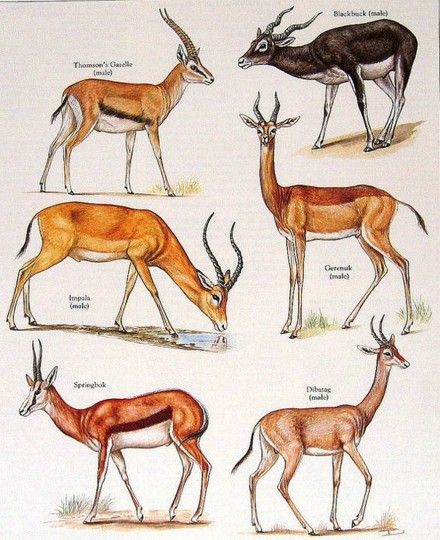 Thomson's Gazelle, Blackbuck, Gerenuk, Dibetag, Springbok, Impala.....clockwise from upper left corner.....via My Sunshine Vintage on ETSY Thomson's Gazelle, Black Buck, Animal Book, Animal Species, Scientific Illustration, African Wildlife, Animal Facts, Animal Sketches, Animal Posters