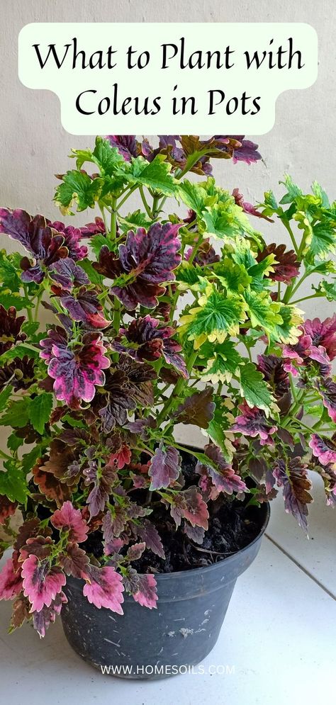 What to Plant with Coleus in Pots Coleus In Pots, Coleus Containers, Coleus Care, Outdoor Garden Ideas, Companion Plants, Grow Vegetables, High Stakes, Small Containers, Space Available