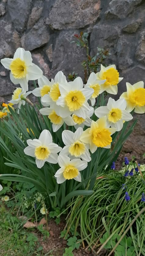 Flower Time Lapse, Narcissus Flowers, Daffodil Flowers, Flower Blooming, Beginners Gardening, Yellow Daffodils, Daffodil Flower, Flowers Blooming, Beautiful Flowers Garden