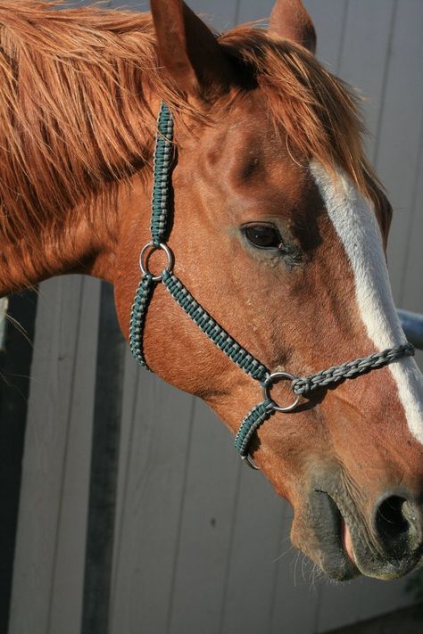 Horse Halters Diy, Paracord Horse Halter, Paracord Halter, Paracord Bridle, Diy Horse Halter, Halter Horse, Paracord Horse Tack, Diy Horse Tack, Toys For Horses