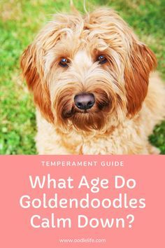 Honey Doodle, Goldendoodle Training, Golden Doodle Puppy, Goldendoodle Grooming, Standard Goldendoodle, Puppy Stages, Doodle Dogs, Mini Goldendoodle Puppies, Golden Doodles