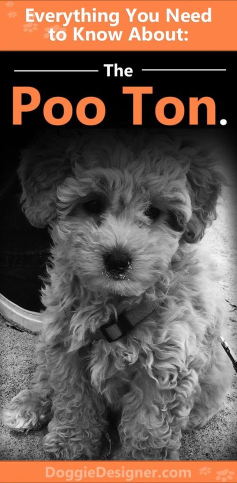 Poodle and Coton de Tulear Mix - The Complete Poo Ton Guide Pooton Puppy, Coton De Tulear Puppy, Coton De Tulear Dogs, Coton De Tulear, Dogs For Sale, Loyal Dogs, Miniature Poodle, Poodle Mix, Small Puppies