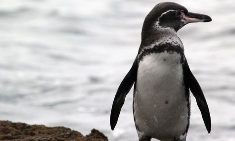 Galápagos penguin. Endangered. Penguin Facts, Galapagos Penguin, Penguin Species, African Penguin, Penguins And Polar Bears, Polar Animals, Penguin Book, Penguin Love, Rare Birds