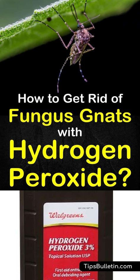 Getting Rid Of Nats, How To Kill Gnats, Gnat Spray, Gnats In House Plants, Fruit Flies In House, How To Get Rid Of Gnats, Peroxide Uses, Fungus Gnats, Get Rid Of Flies