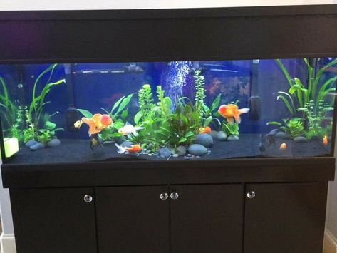 100 gallon gold fish tank Fancy Fish Tank, 100 Gallon Fish Tank, Gold Fish Aquarium Ideas, 55 Gallon Fish Tank Decor Ideas, 55 Gallon Tank Ideas, Gold Fish Tank Ideas Aquarium, Gold Fish Aquarium, 100 Gallon Fish Tank Ideas, Gold Fish Tank Ideas