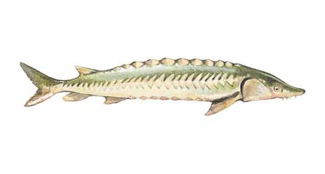 Sturgeon | SeafoodSource White Sturgeon, Sturgeon Fish, Scientific Name, Fish Drawings, Japanese Names, Nutrition Facts, Cooking Tips, Art Inspiration, Nutrition